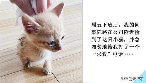 幼猫相处技巧：宠物互动指南