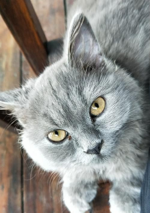 如何让老猫接受新猫的到来（宠物相处之道与抚慰老猫的心灵）