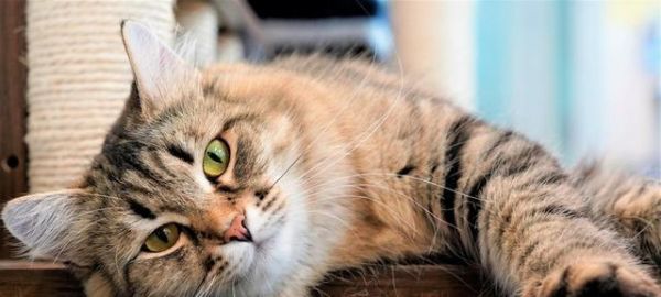 如何让老猫接受新猫的到来（宠物相处之道与抚慰老猫的心灵）