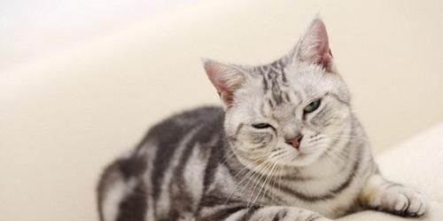 如何让老猫接受新猫的到来（宠物相处之道与抚慰老猫的心灵）