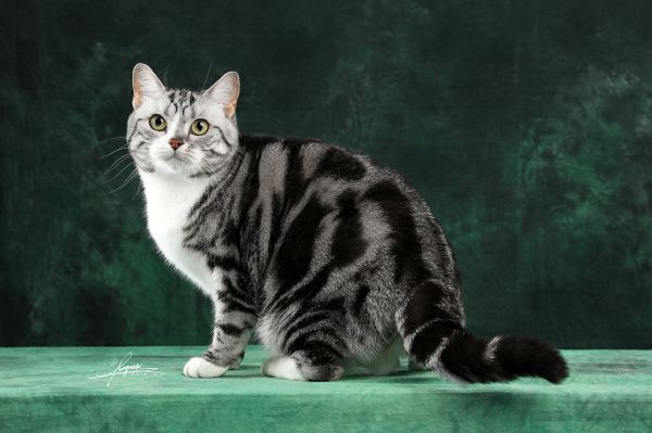 美短猫
