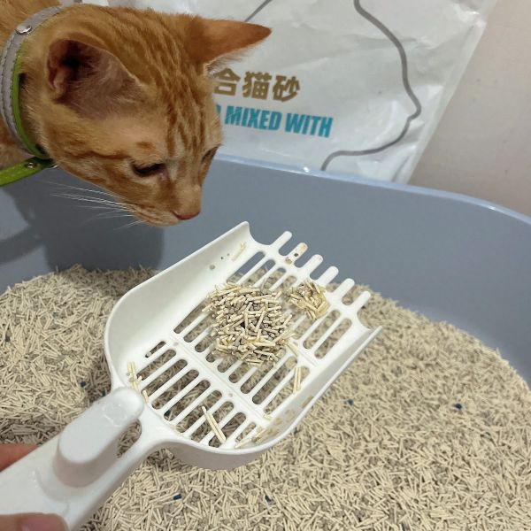 怎么用猫砂比较节省?节省猫砂的技巧