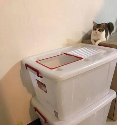 让宠物爱上猫砂盆——如何训练小猫使用猫砂盆（提高家庭卫生的必备技巧）