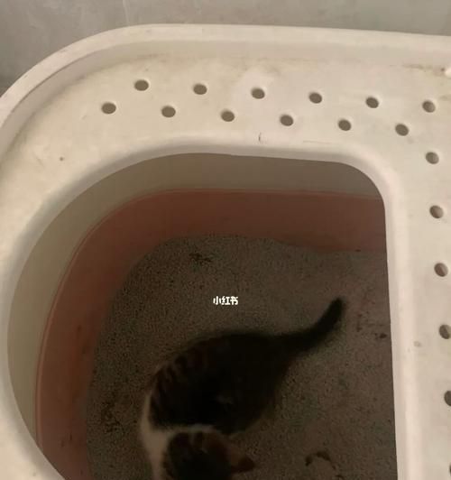 让宠物爱上猫砂盆——如何训练小猫使用猫砂盆（提高家庭卫生的必备技巧）