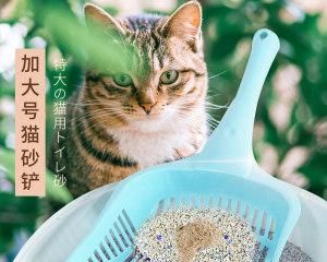 让宠物爱上猫砂盆——如何训练小猫使用猫砂盆（提高家庭卫生的必备技巧）