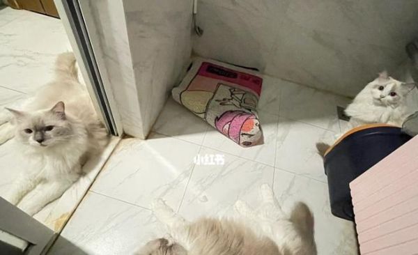 宠物猫不会使用猫砂盆怎么办（从教育、卫生、饮食三方面入手，让您的猫爱上猫砂盆）