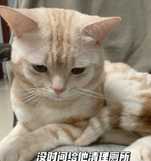 宠物猫不会使用猫砂盆怎么办（从教育、卫生、饮食三方面入手，让您的猫爱上猫砂盆）