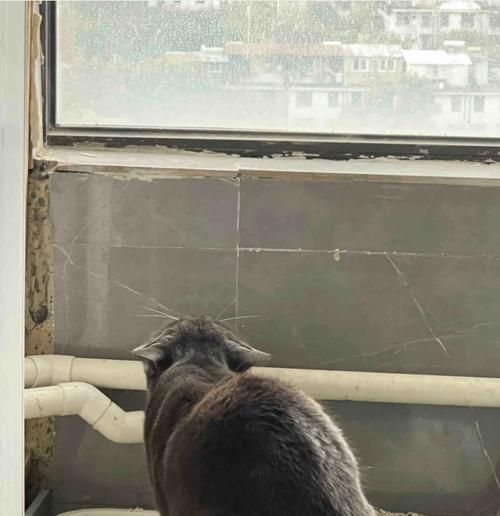 新猫咪到家，如何正确使用猫砂？（教你15个小技巧，让猫咪成为良好的厕所公民）