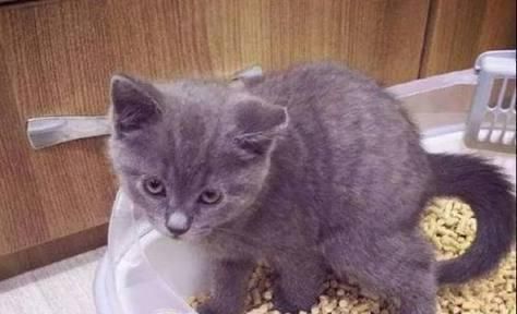 猫咪不会用猫砂？教你如何训练！