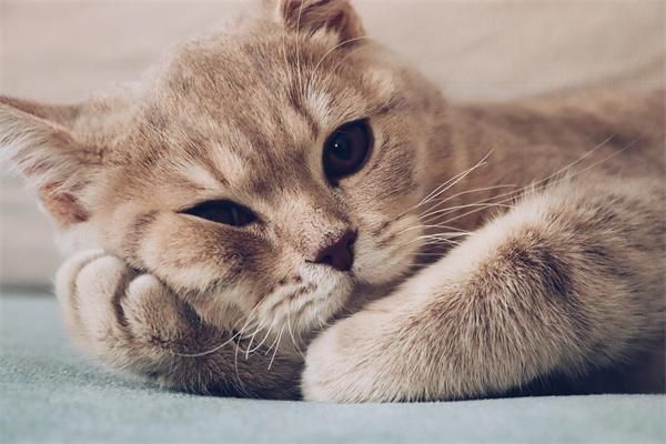 猫砂应该怎么用？