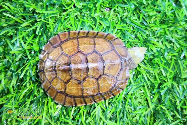 乌龟白眼病怎么治疗？-图片版权归惠农网所有