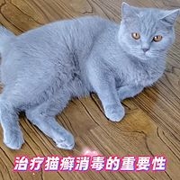治疗猫癣消毒的重要性