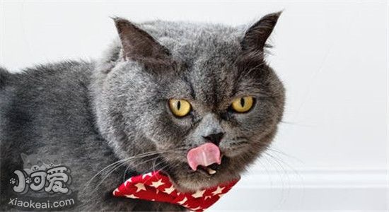 猫能吃人类的什么食物 一起来看看