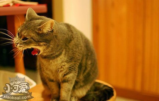 猫吃什么吐什么怎么办