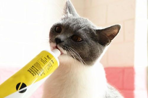 宠物猫消化不良,食欲不振原因探秘