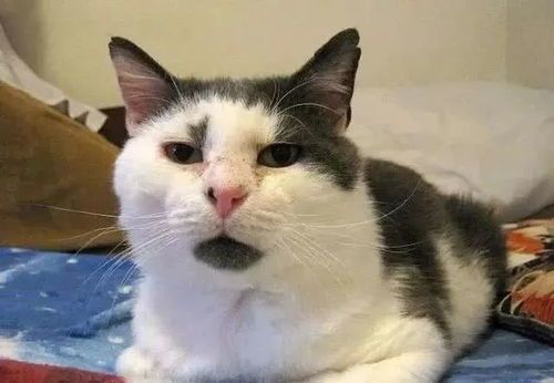 紧急救治濒死宠物猫，专业救助方法！