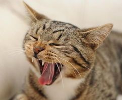 紧急救治濒死宠物猫，专业救助方法！