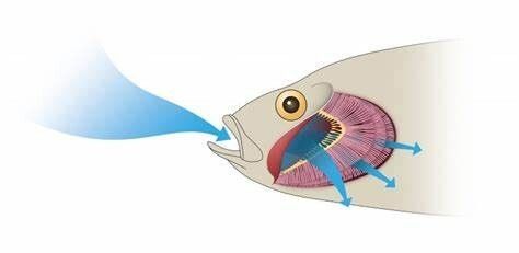 9 种常见鳃损伤症状及病理