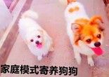 北京专业宠物寄养服务长期包月寄养宠物猫咪狗狗寄养可接送