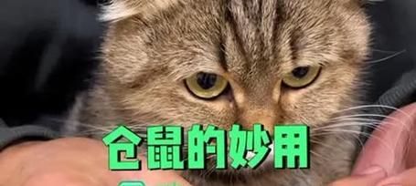 仓鼠的来历与特点（了解仓鼠的起源和独特之处）
