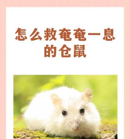 仓鼠的来历与特点（了解仓鼠的起源和独特之处）