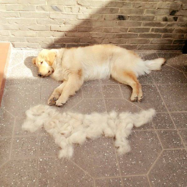金毛犬为什么不建议养