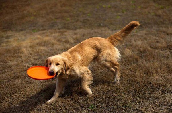 金毛犬为什么不建议养