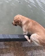 为什么不建议养拉布拉多