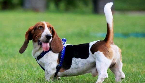 巴吉度犬为什么被禁养
