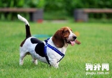 巴吉度犬适合家养吗