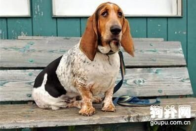 巴吉度犬适合家养吗