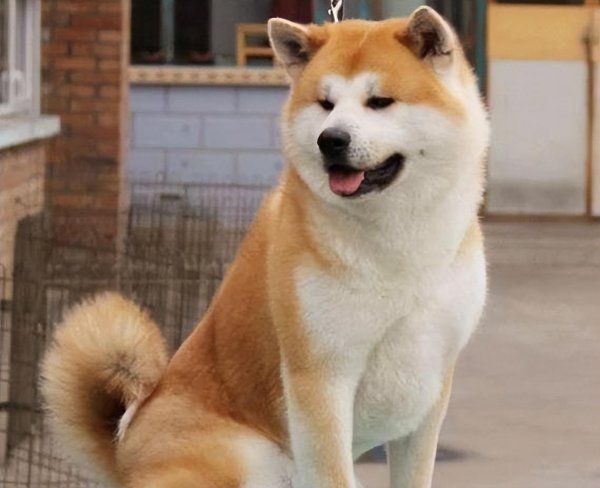 秋田狗好养吗