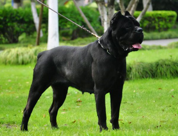 卡斯罗犬家养危险吗