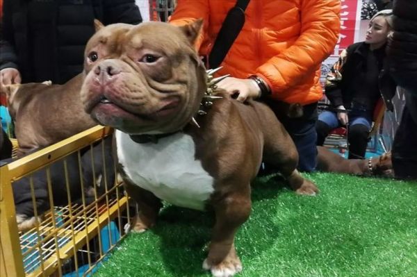 为什么不建议养恶霸犬