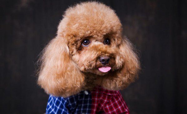 为什么泰迪犬不建议养