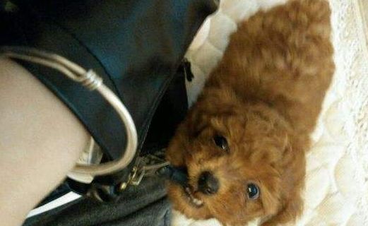 为什么泰迪犬不建议养