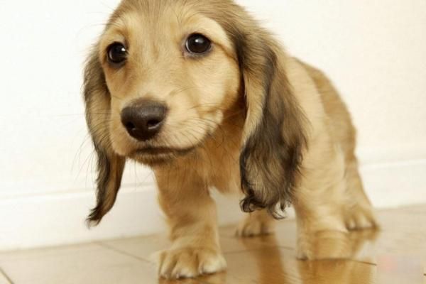 可卡犬为什么不建议养