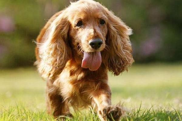 可卡犬为什么不建议养