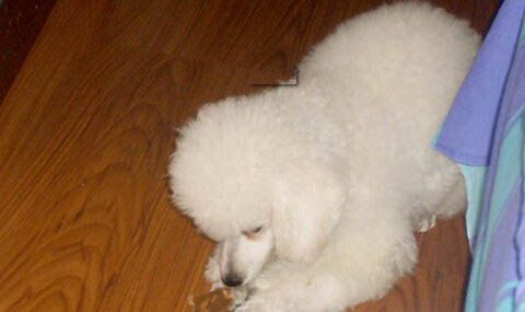 贵宾犬喂养注意事项