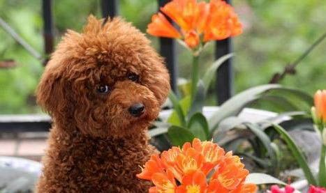 贵宾犬喂养注意事项
