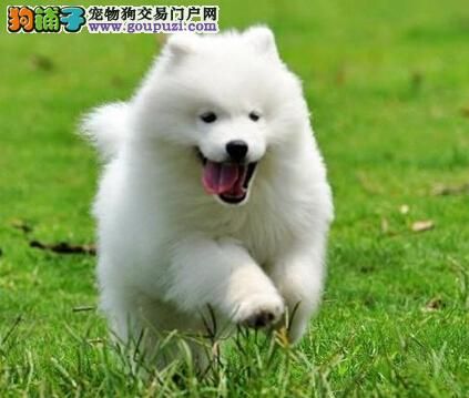 科普狗狗饲养方法 喂养萨摩耶的几点建议 第1张