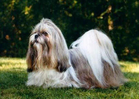 西施犬好养吗