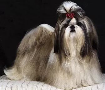 西施犬好养吗
