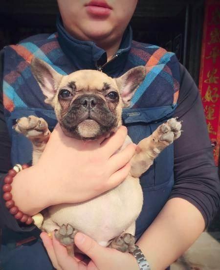 小型斗牛犬好养吗