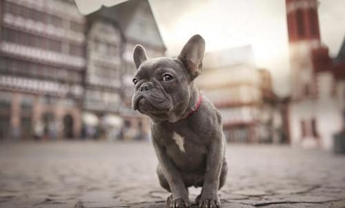 小型斗牛犬好养吗
