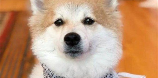 柯基和柴犬哪个贵