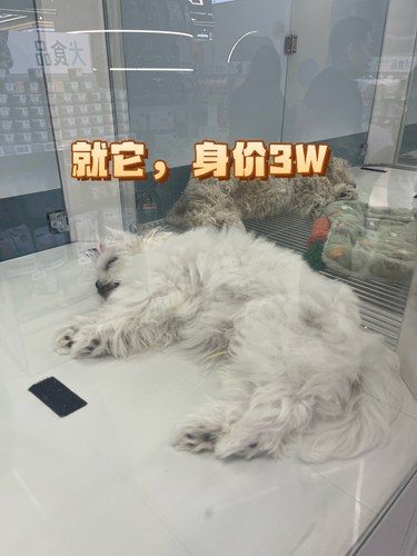 银泰in77里3w一只的狗，刷新我认知了