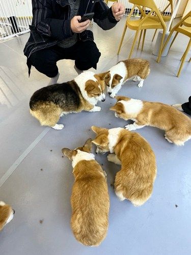 报‼合肥居然有个萌宠乐园…