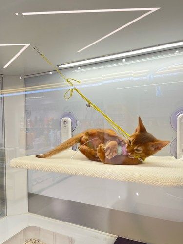 合肥看猫狗爬宠鹦鹉的商场店