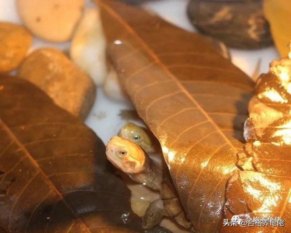 巴西彩龟怎么养最好（巴西彩龟吃什么东西能长大）